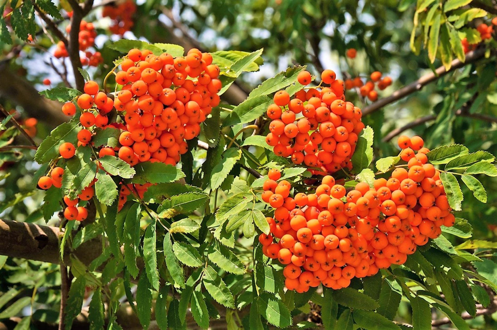   Rowanberry, rdeče-oranžni plodovi navadne jerebike (Sorbus aucuparia), imajo prijeten vonj po jabolkih in hruškah, njihov okus pa je grenak in grenak.