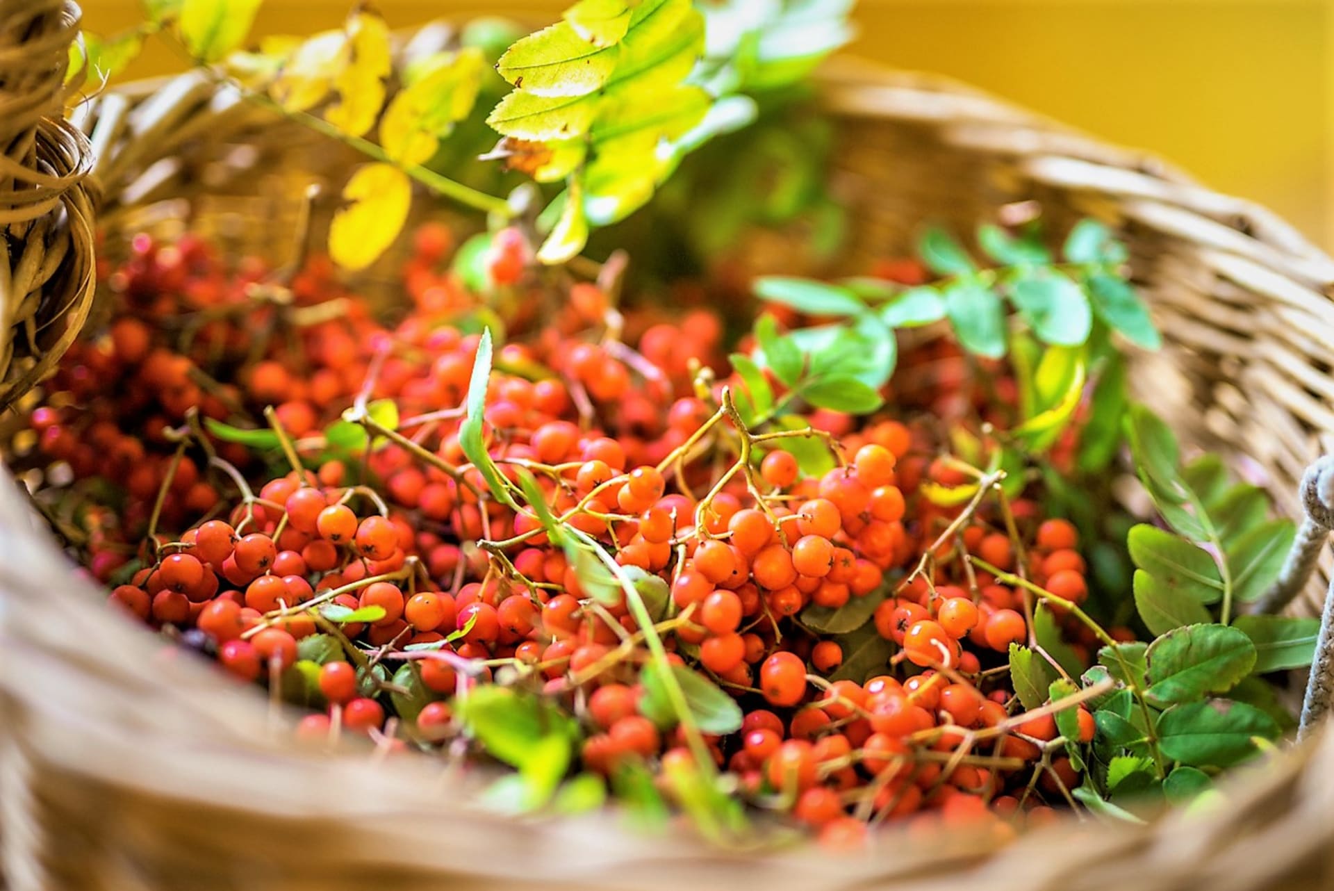 Rowanberry imajo širok spekter zdravilnih učinkov.  Plodovi borovnice blagodejno vplivajo na sklepe, prebavo in krepijo imunski sistem.